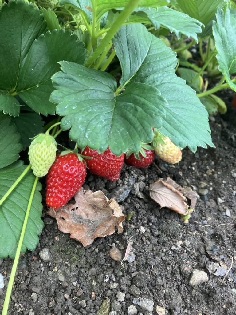 Bright red strawberries growing in the garden