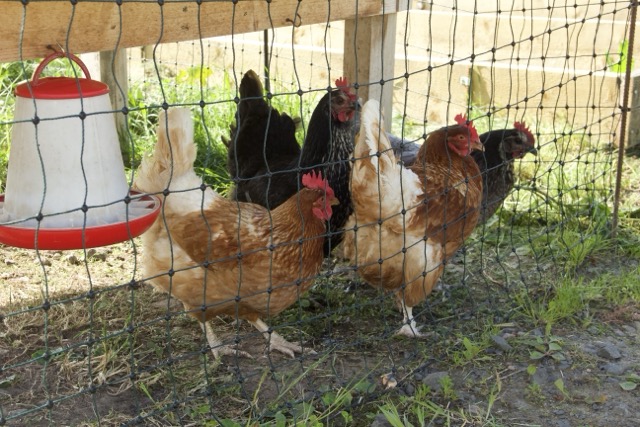 Free-range hens at Craighall Steading B&B providing fresh eggs for breakfast.