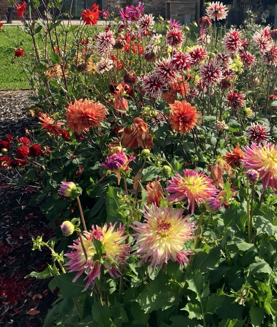 Colourful dahlia flowers in bloom in the garden at Craighall Steading B&B