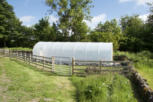 Polytunnel at Craighall Steading B&B used to grow seasonal fruit and vegetables for guests’ breakfasts.