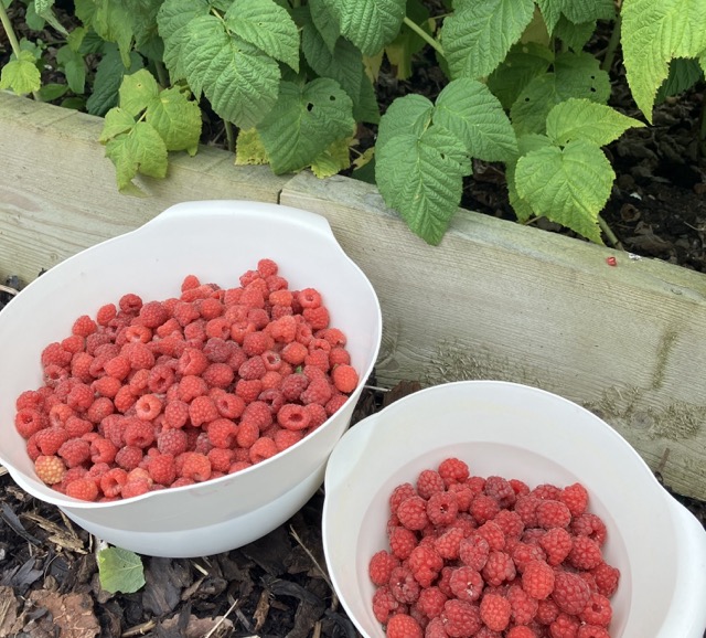 Freshly picked raspberries from the Craighall Steading B&B garden in Fife